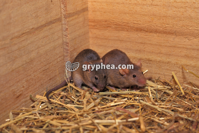 Souris - mâle et femelle côte à côte - gryphea.com